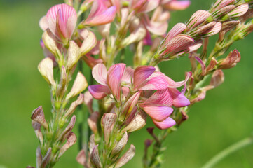 Obraz premium In the meadow among the herbs blooms sainfoin (onobrychis).
