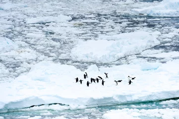 Foto op Aluminium Pinguïns op het stuk ijs in de oceaan © Anton Ivanov Photo