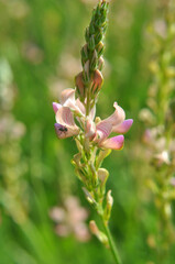In the meadow among the herbs blooms sainfoin (onobrychis).