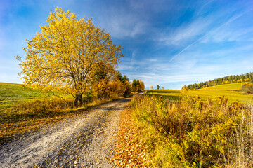 road with autumn tree near saddle Beskyd in Slovakia
