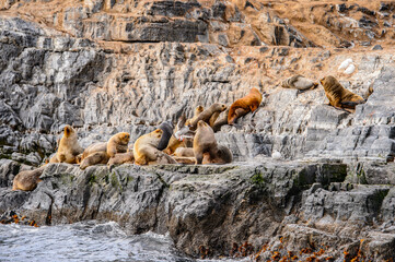 It's Group of the sea lions on the rock, Beagle Channel
