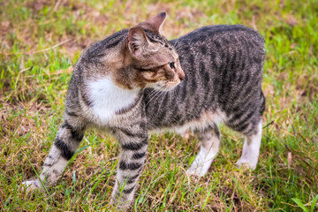 Cat looking behind of it