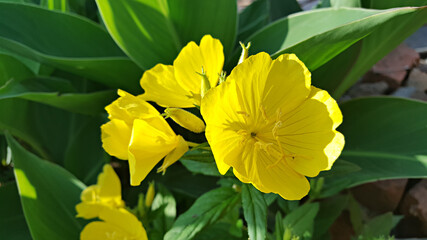 노랑색 달맞이꽃