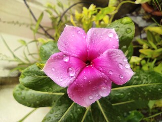 pink flower in rain