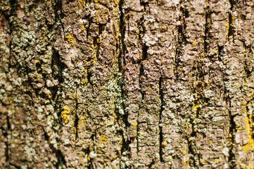 Old Wood Tree Texture Background Pattern