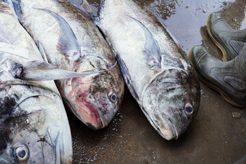 Fresh Big GT (Giant travelly) for sale at traditional seafood market