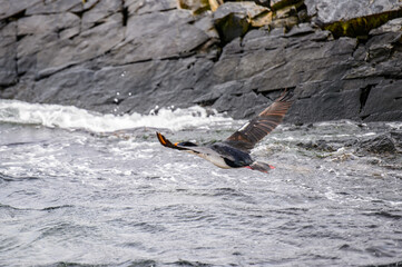 It's Polar duck flies