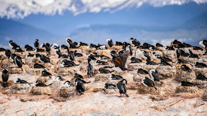 It's Polar ducks on the rock, Beagle Channel, Tierra del Fuego