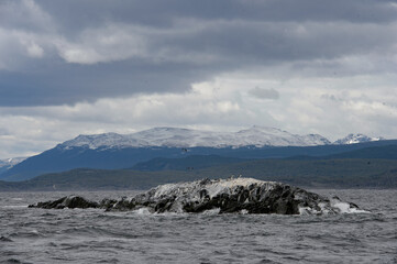 It's Polar ducks on the rock, Beagle Channel, Tierra del Fuego