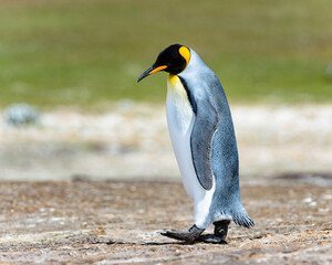 Fototapeta na wymiar It's King penguins in Antarctica