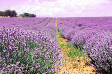 Fototapeta na wymiar lavender field