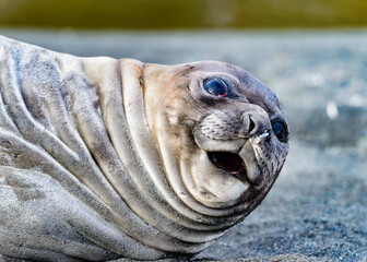 It's Seal close view in South Georgia