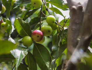 Plant of Aguaymanto in Peru