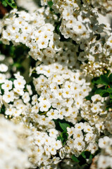 Vintage photo of white cherry tree flower in spring