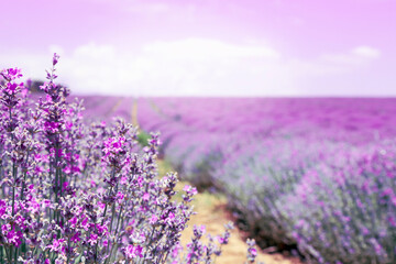 Obraz premium lavender field