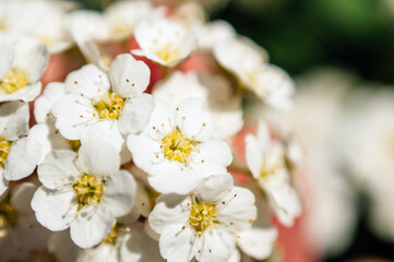 Vintage photo of white cherry tree flower in spring