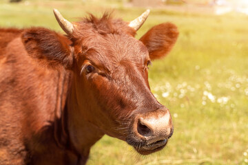 Portrait of a brown cow bull with horns on a green meadow with white flowers. The muzzle is turned to the left, the dark eyes open. Year of the bull 2021. Agriculture and livestock, dairy products.