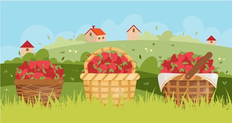 Vector illustration of strawberries in the baskets.