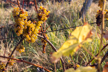 autumn vineyard near Eger, Northern Hungary