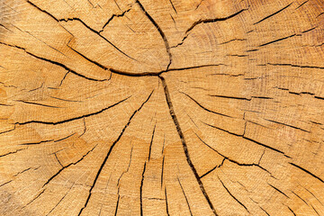 Cut tree texture. Cracked wood cut. .Wooden background