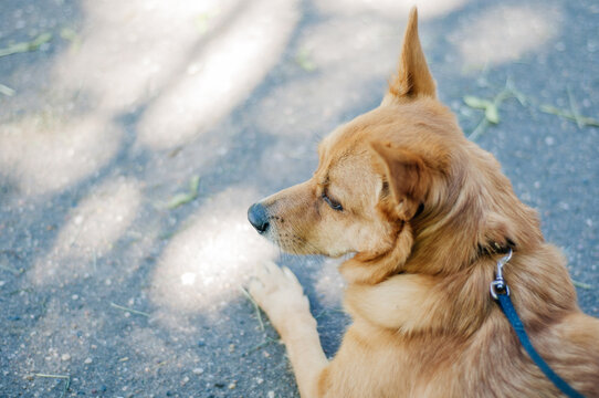 Dog Lying Down On Brick Patio In Sun Wearing A Red Leather Leash, Looking At Camera, Taken From Above. Red Dog Lies On The Pavement.