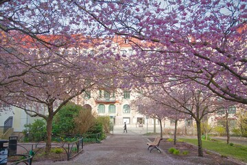 Cherry Blossoms in Seminarieparken in Gothenburg, Sweden
