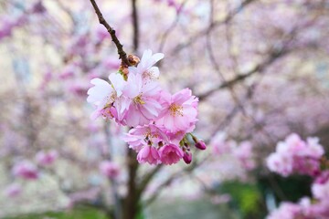 Cherry Blossoms in Seminarieparken in Gothenburg, Sweden