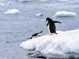 Fototapeta premium It's Gentoo penguins dive from the ice rock into the water