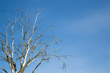 dry tree against the blue sky