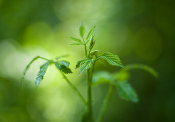 Green wild forest plant into the nature
