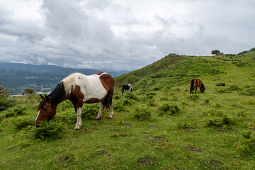Fototapeta na wymiar Caballos pastando en el campo en día nublado, jaizkibel, Gipuzkoa, país vasco