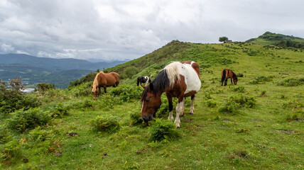 Fototapeta na wymiar Caballos pastando en el campo, jaizkibel, Gipuzkoa