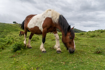 Caballos libres en la montaña, jaizkibel, Gipuzkoa