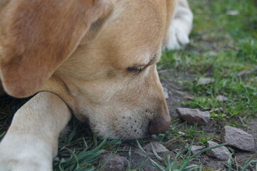 portrait of a dog