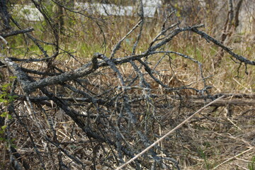 tree in the woods