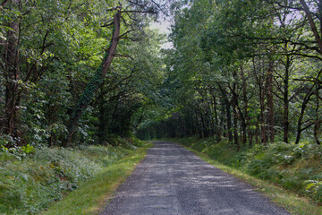 Fototapeta na wymiar Route forestière en Sarthe