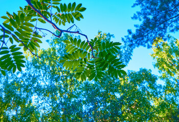 Rowan branch against the blue sky in the forest.  Sorbus aucuparia