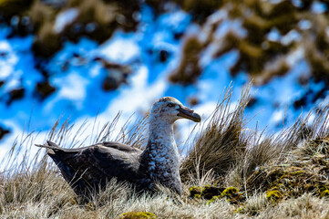 It's Albatross in its nest. South Georgia, South Atlantic Ocean.
