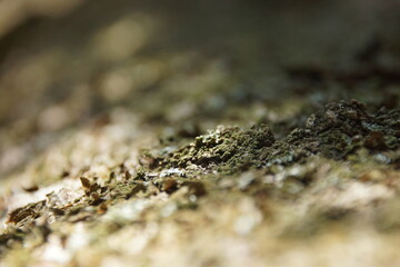 close up of a moss