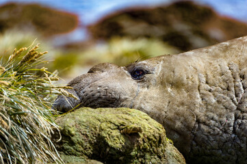 It's Elephant seal sleeps. South Georgia, South Atlantic Ocean.