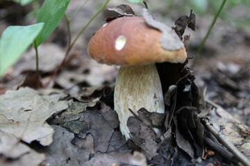 гриб,лето,июль,природа, лес