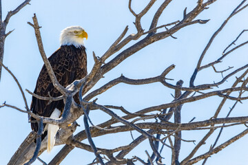 Bald Eagle 10