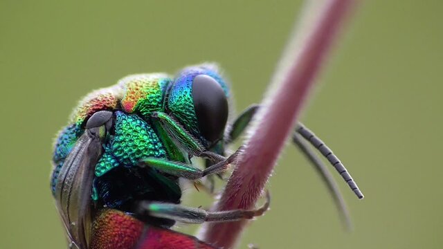 Goldwespe (Chrysididae) in der Eifel, Deutschland