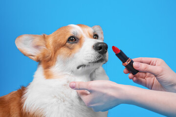 Owner holds red lipstick in hands and is going to make up lips of obedient welsh corgi pembroke dog on blue background, copy space for lettering. Protest against animal cosmetics testing
