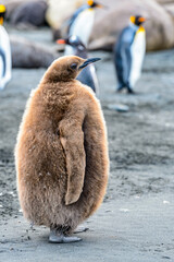 It's Baby King Penguin (Aptenodytes patagonicus) © Anton Ivanov Photo