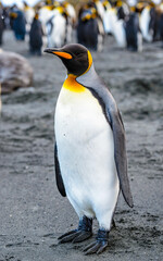 It's Portrait of a royal King Penguin