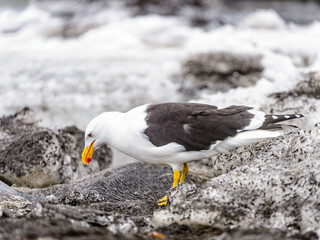 It's Albatross bird (South Shetland Islands) with white and brown feathers