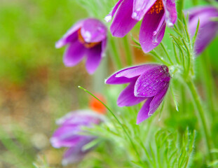 Beauty of the Pasque flower also known as Prairie crocus
