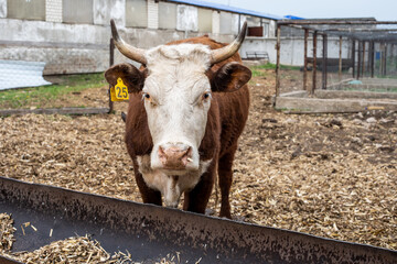 cows in open stalls. corrals for livestock in the barnyard