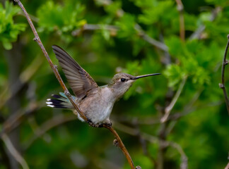 Fototapeta na wymiar Female Black Chinned Hummingbird